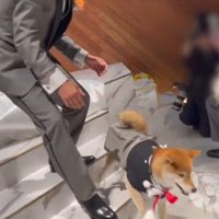 リングドッグに挑戦する大吉くん5