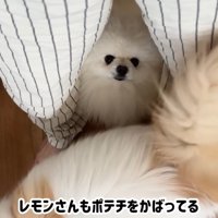 ハプニング発生時のポテチくんとレモンさん8