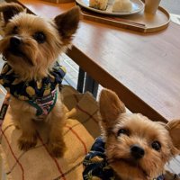 外出先でカメラを見上げる小型犬達