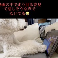 悲痛な声で