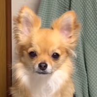 飼い主を見つめる小型犬