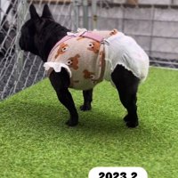 四つ足で立つあずきちゃん