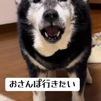 「お散歩行きたい！」