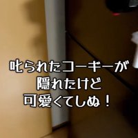 おもちちゃんを叱ったら…