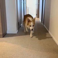 仮病を使うソラくん