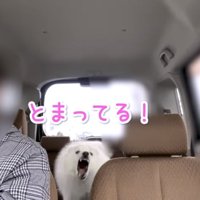 吠えるぽてちゃん