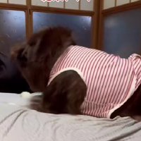 飼い主さんが移動すると…
