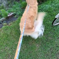 しっぽもおしりもブンブン♪