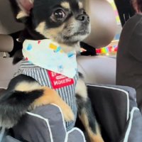 堂々たる振る舞いに爆笑！