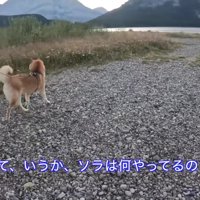 お散歩を楽しむソラちゃん