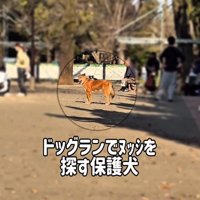 ママを見失ったラッキーくん