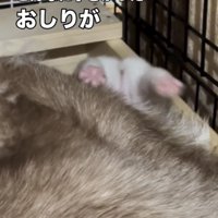 母犬のそばで仰向けになる子犬