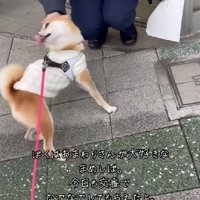 お散歩がもっと好きになりそう！