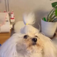 戸惑う糸ちゃん