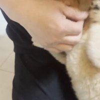 飼い主に甘える豆柴の子犬