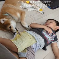 男の子のズボンを引っ張る犬