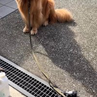 シャワーホースに引っ掛かり動かないチェスターくん