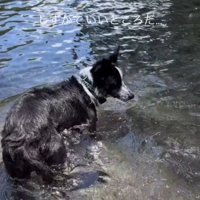 川の流れを眺める父親犬