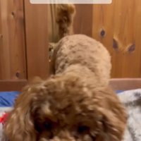 パパさんを心配するポポくん7