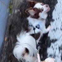 歩きながら飼い主を見上げる白黒模様の犬