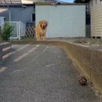 コロコロ