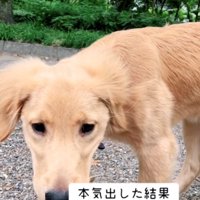 舌を出している犬