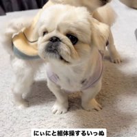 上に乗る犬3