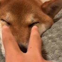 マズルに指を移動させる