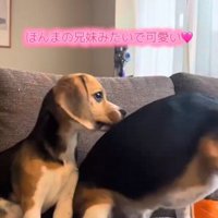 おもちゃが気になるベルちゃん