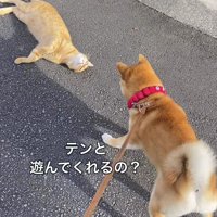 犬の前で寝転ぶ猫