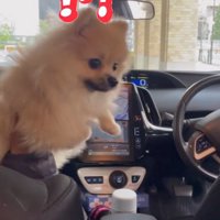 後部座席を見る犬