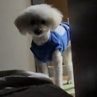 寝ている飼い主を見守る白い犬