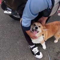 撫でてもらう犬
