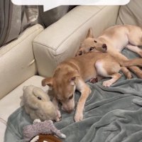 ソファでくつろぐ2頭の犬