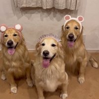 並んで座る3頭のゴールデンレトリバー
