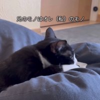 ベッドを奪う猫