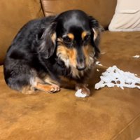 イタズラをしたまるちゃん