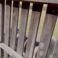 フェンス沿いに歩いている犬