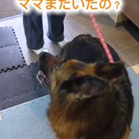 後ろを向く犬