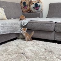 遊び盛りな2匹の子猫