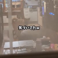 部屋から見つめる犬1