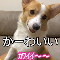 笑顔のコーギー