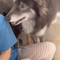 アピールするウルフドッグ