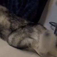 しっぽを振る犬