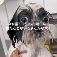 シャンプー後の犬2