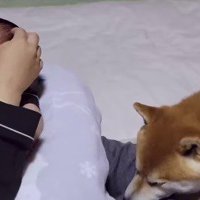 赤ちゃんを抱いている女性の足の上に乗る柴犬