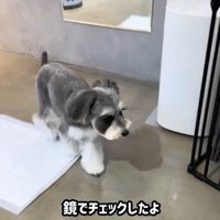 トリミング後のなぎちゃん8