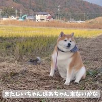 寂しそうな柴雄くん