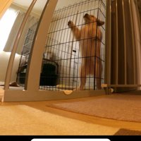 ケージの中で暴れる子犬