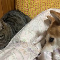 ももちゃんのそばでリラックス